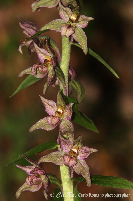 Epipactis da determinare